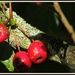 Autumn berries by rosiekind