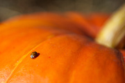 9th Oct 2012 - Ladybug Pumpkin