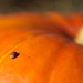 Ladybug Pumpkin by kwind