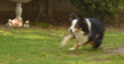 9th Oct 2012 - Skye on the move