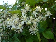 8th Oct 2012 - White clematis