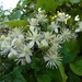 White clematis by lellie