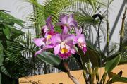 9th Oct 2012 - Nana's Catlaya Orchid