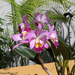 Nana's Catlaya Orchid by stcyr1up