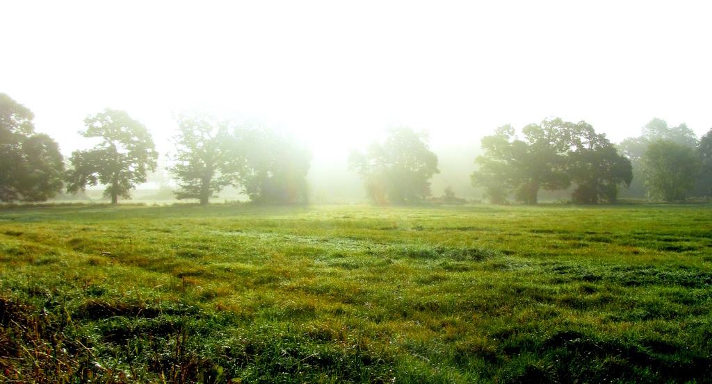 Morning Meadow by filsie65
