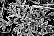 9th Oct 2012 - First Frost
