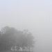 Mystery of the Misty Morning by alophoto