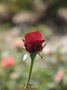 14th Sep 2012 - A Single Red Rose