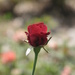 A Single Red Rose by photogypsy