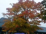 8th Oct 2012 - First signs of Autumn in Morrison's car park 