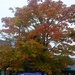 First signs of Autumn in Morrison's car park  by jennymdennis