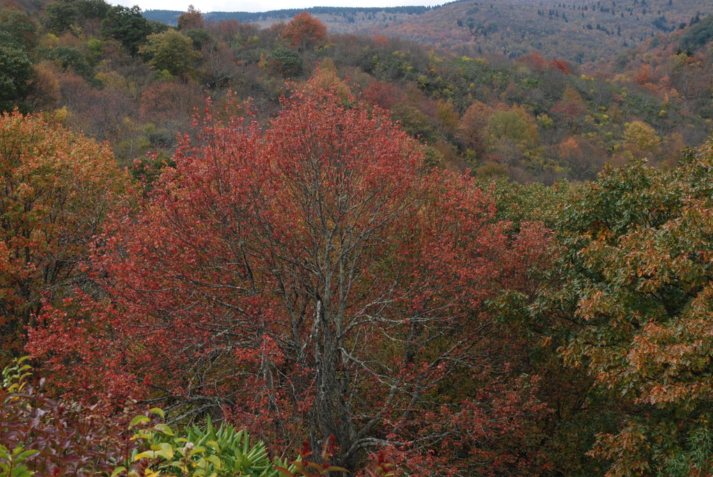 Fall in Western Carolina by graceratliff
