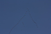 9th Oct 2012 - Migration
