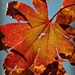 Orange Leaf - October-Rainbow by madamelucy