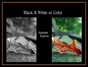 10th Oct 2012 - Autumn Leaves