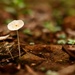 The Fungi Kingdom by carrapeta00