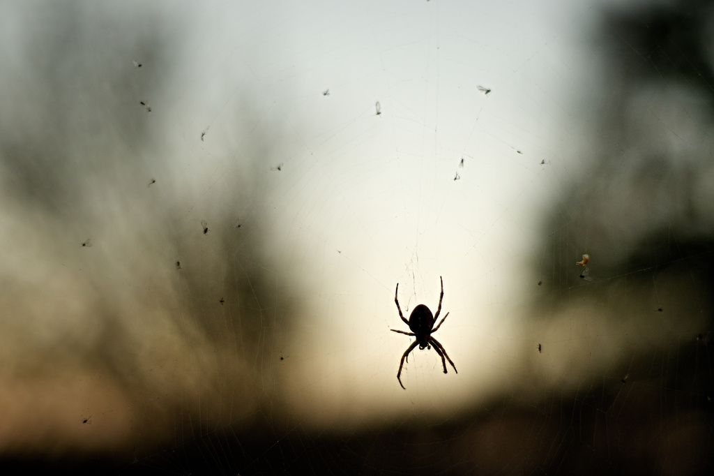 Silhouetted Spider by kwind