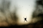 9th Oct 2012 - Silhouetted Spider
