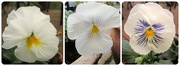 10th Oct 2012 - pansies   =   pensees   =   thoughts
