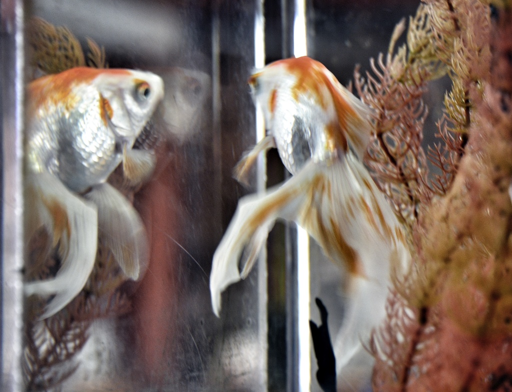 Fish Tank Reflections by jgpittenger