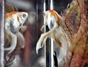 10th Oct 2012 - Fish Tank Reflections