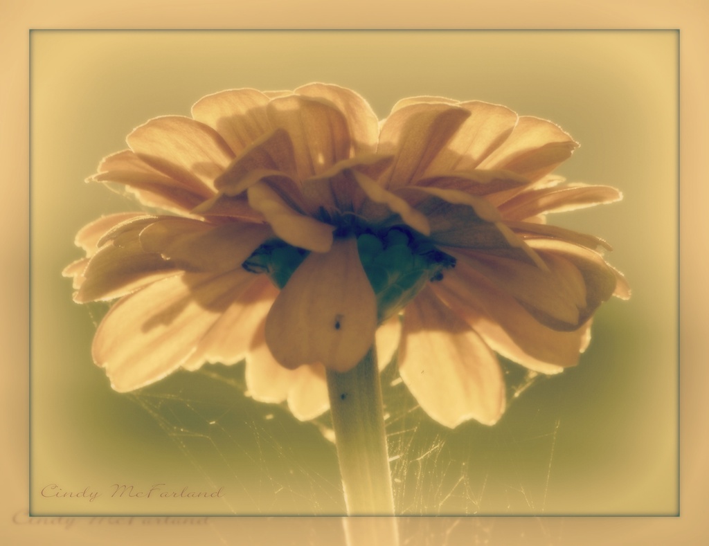 End of Summer Flower by cindymc