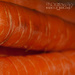 Carrots by ragnhildmorland