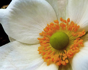 11th Oct 2012 - japanese anemone