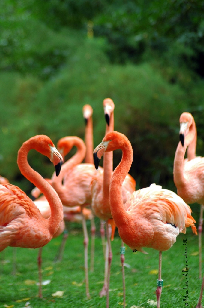 Flamingos  by parisouailleurs