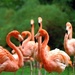 Flamingos  by parisouailleurs