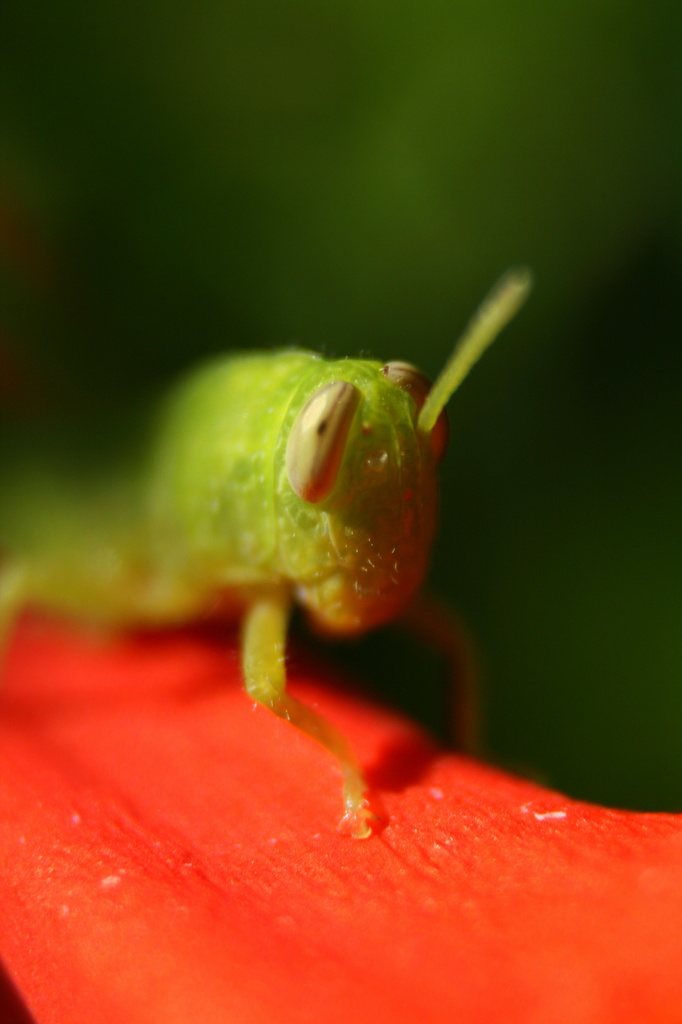 Grasshopper 2 by kerristephens