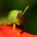 Grasshopper 2 by kerristephens