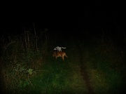 10th Oct 2012 - Doggie Darkness