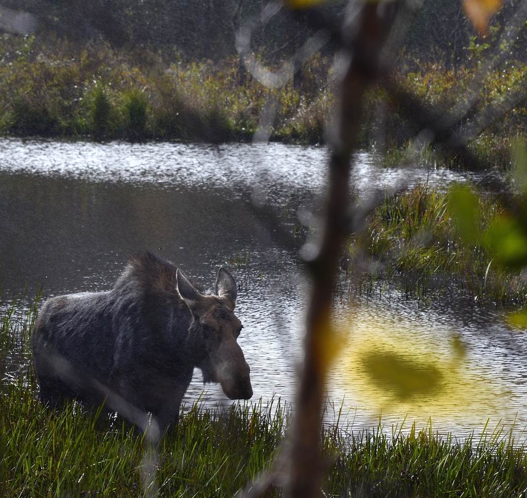 Moose Beside the Highway by jgpittenger