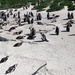 2012 10 10 African (Jackass) Penguins by kwiksilver
