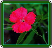 25th Sep 2012 - Red Flower