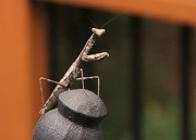 10th Oct 2012 - Praying Mantis