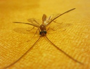 11th Oct 2012 - Umorni komarac