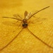 Umorni komarac by vesna0210
