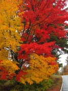 11th Oct 2012 - Not my photo, but this tree is GORGEOUS1