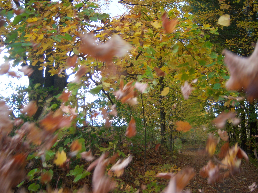 Falling leaves by bruni