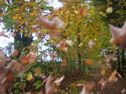 10th Oct 2012 - Falling leaves