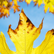 10th Oct 2012 - Yellow Maple Leaf