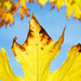 Yellow Maple Leaf by kwind
