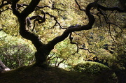 10th Oct 2012 - Japanese Garden