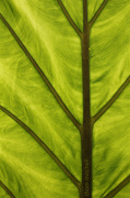 10th Oct 2012 - More leaf art…