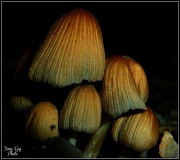 11th Oct 2012 - Toad Stools 