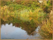 11th Oct 2012 - Reflections Of Autumn 1