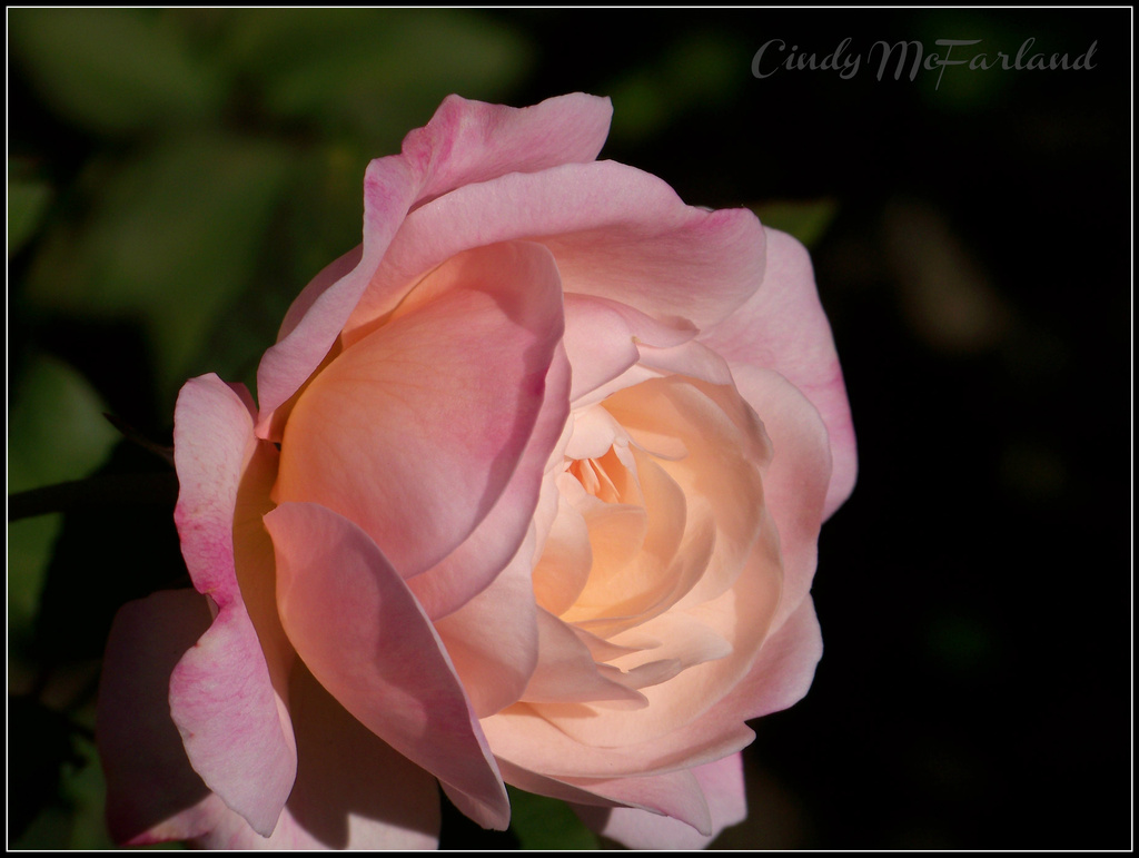 Beauty From Within by cindymc