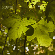 11th Oct 2012 - Leaves
